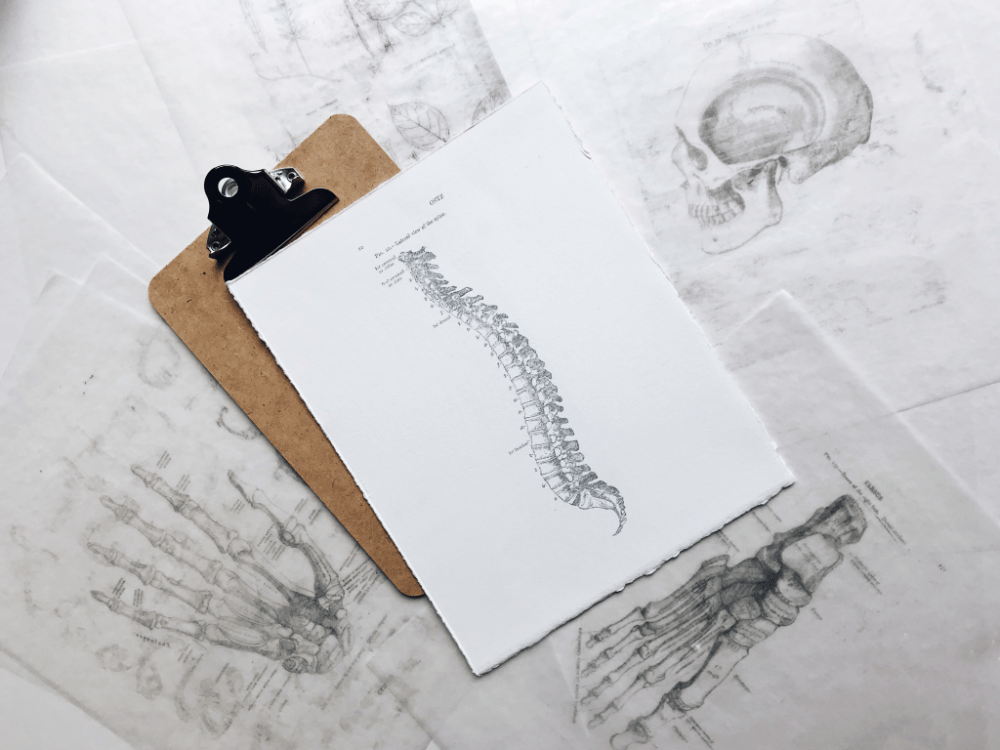 A drawing of a spine
