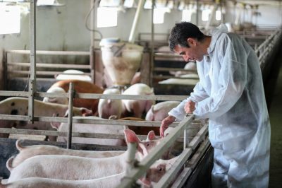 Veterinarian,Doctor,Examining,Pigs,At,A,Pig,Farm.,Intensive,Pig