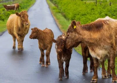 Two,Cows,With,Their,Calves,Walking,Down,A,Road.